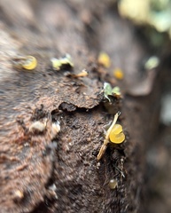Dacrymyces capitatus