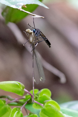 Archilestris capnopterus