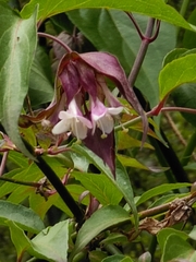 Leycesteria formosa