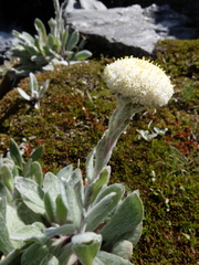 Craspedia lanata lanata