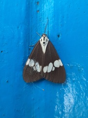 Nyctemera lacticinia