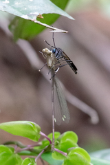 Archilestris capnopterus