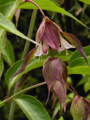 Leycesteria formosa