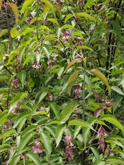 Leycesteria formosa
