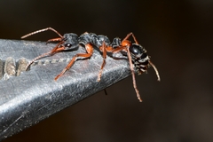 Myrmecia esuriens