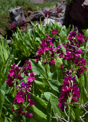 Primula parryi