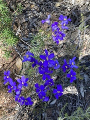 Cheiranthera linearis