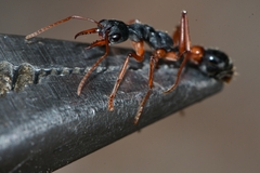 Myrmecia esuriens