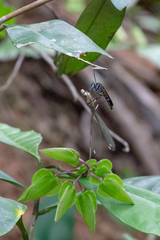 Archilestris capnopterus