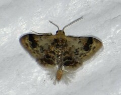 Idaea asceta