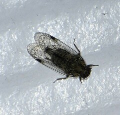Melanoliarus acicus
