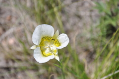 Calochortus gunnisonii