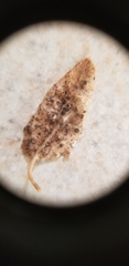 Croton monanthogynus
