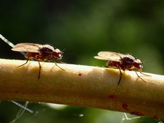 Anthomyia punctipennis