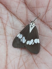 Nyctemera lacticinia