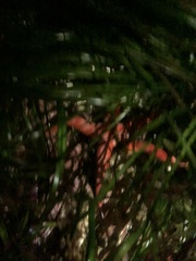 Henricia