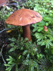 Chalciporus