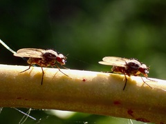 Anthomyia punctipennis