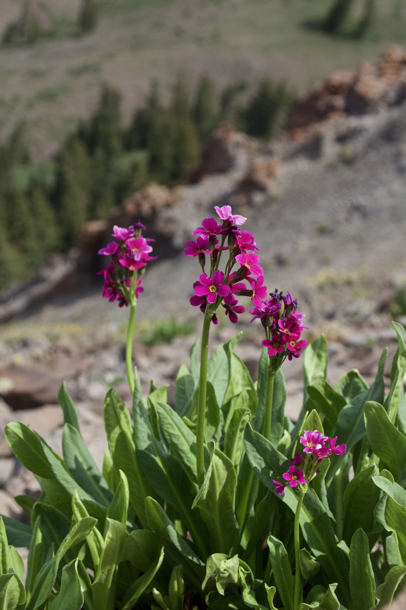 Primula parryi