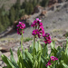 Primula parryi - Photo (c) Bryce Silver-Bates, μερικά δικαιώματα διατηρούνται (CC BY-NC), uploaded by Bryce Silver-Bates