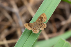 Apodemia castanea