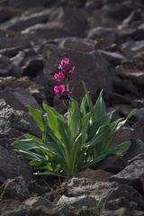 Primula parryi