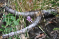 Allium geyeri