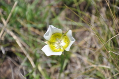 Calochortus gunnisonii