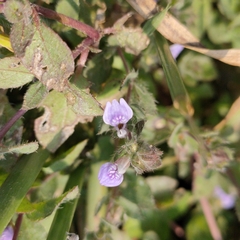 Hygrophila serpyllum