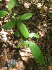 Gmelina leichhardtii