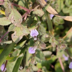 Hygrophila serpyllum