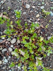 Portulaca granulatostellulata