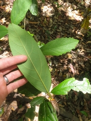 Gmelina leichhardtii