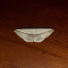 Arcobara tergeminaria