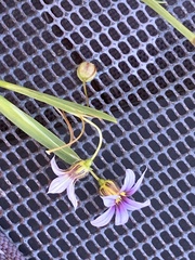Sisyrinchium rosulatum