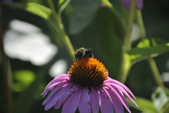 Bombus griseocollis