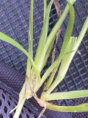 Sisyrinchium rosulatum