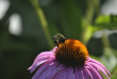 Bombus griseocollis