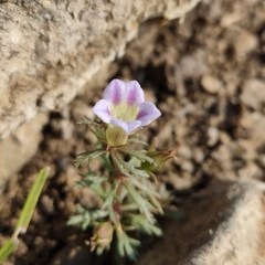 Limnophila indica