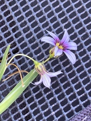 Sisyrinchium rosulatum