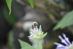 Bombus bimaculatus