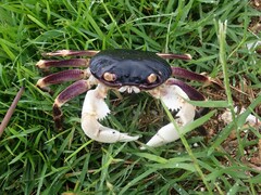 Geograpsus grayi