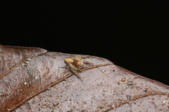 Hamataliwa