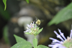Bombus bimaculatus
