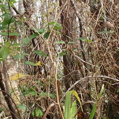 Eryngium yuccifolium