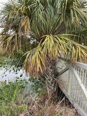 Sabal palmetto