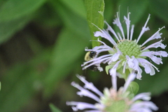 Bombus bimaculatus