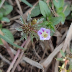 Limnophila indica