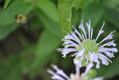 Bombus bimaculatus