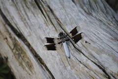 Plathemis lydia